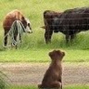 Meet your Posher, Carol